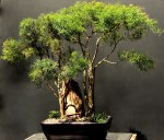 Bonsai de Eugenia sprengelli – aido Bonsai (Paulo&nbsp;Netto)