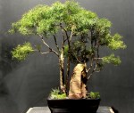 Bonsai de Eugenia sprengelli – aido Bonsai (Paulo&nbsp;Netto)