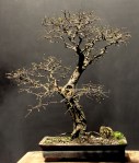 Ulmus chinesis – Aido Bonsai
