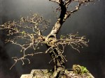 Ulmus chinesis – Aido&nbsp;Bonsai