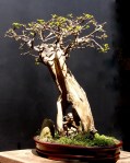 Bonsai Bougainvillea
