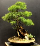 penjing com Eugenia sprengelli – Aido Bonsai (Paulo&nbsp;netto)