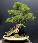 Eugenia sprengelli –&nbsp;Penjing