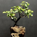 Bonsai de Viburno – Aido&nbsp;Bonsai