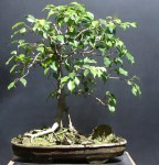 Ficus