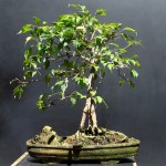 Ficus benjamina – Aido&nbsp;Bonsai