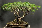 Pithecolobium torthum – Aido Bonsai (Paulo&nbsp;Netto)