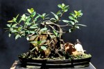 Penjing