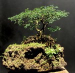 Bonsai com pithecolobium thortum – Aido Bonsai (Paulo&nbsp;Netto)