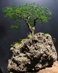 Penjing com Pithecolobium torthum – Aido Bonsai (Paulo&nbsp;Netto)