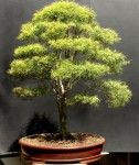 Bonsai de Eugenia sprengelli –&nbsp;frente