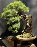 Penjing com Eugenia sprengelli – aido Bonsai (Paulo&nbsp;Netto)