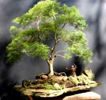 Eugenia sprenguelli – Aido Bonsai – Penjing (Paulo Netto)