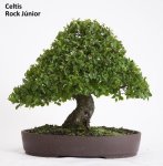 Celtis