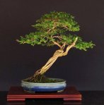 Carqueijo (Calliandra depauperata)