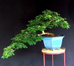 Tataré (Pithecellobium tortum)