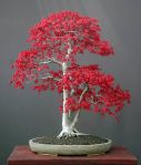 acer_palmatum