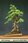 Larix laricina