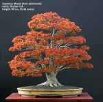 big Japanese maple bonsai in&nbsp;spring