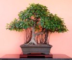 Ficus microcarpa
