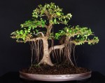 Ficus microcarpa