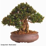 n1464483607_30041270_6092