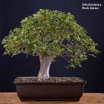 Jabuticabeira – Rock&nbsp;Júnior