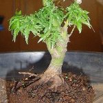 n1464483607_30085709_8127993