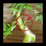 n1464483607_30085712_7479750