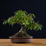 Acer palmatum de Rock&nbsp;Júnior