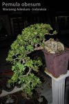 Adenium Obesum – Rosa do Deserto&nbsp;7