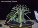 Adenium Obesum – Rosa do Deserto&nbsp;4