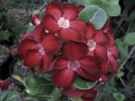 Adenium Obesum Dark&nbsp;Red