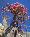 adenium