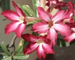 Adenium_Obesum.JPG