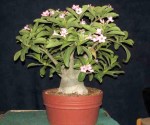 Adenium Obesum – Rosa do Deserto&nbsp;5