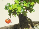 bonsai jan-08 061