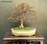 calliandra selloi.1