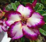 Adenium Obesum – Rosa do Deserto&nbsp;6