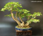 Charles White bonsai –&nbsp;1