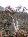 Socotra_Island_11