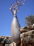 Socotra_Island_12
