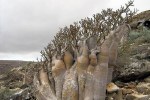 Socotra_Island_16