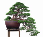 07__new__year__show_006