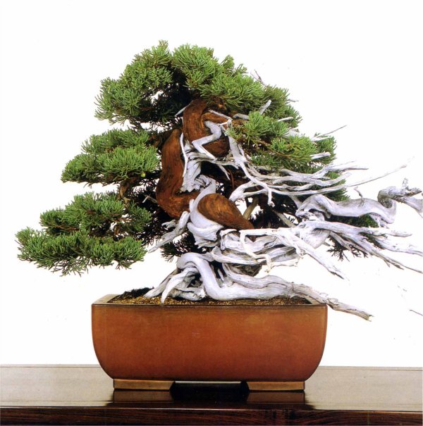 133 | Aido Bonsai