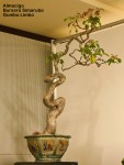 World Bonsai Convention&nbsp;2009
