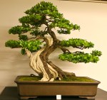 World Bonsai Convention&nbsp;2009