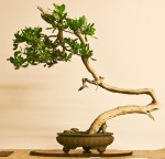 World Bonsai Convention&nbsp;2009