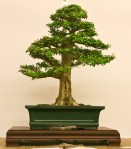 World Bonsai Convention&nbsp;2009
