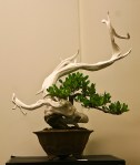 World Bonsai Convention&nbsp;2009